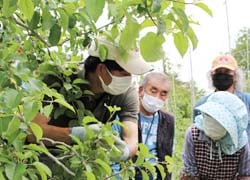 りんごの摘果の指導を受ける同センター会員