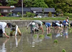 三穂盛年の会と田植えを行う児童