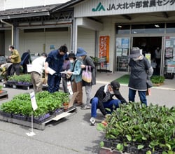 多くの野菜苗が並んだ苗市