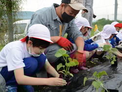 キュウリの定植を指導する青年部員