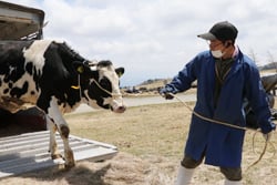 運搬用トラックから牧場へ向かう牛