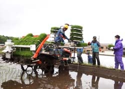 JA職員も参加し、効率よく作業した田植え