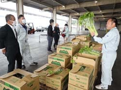 初出荷されたセルリーを検査するJA営農部職員（右）。「柔らかく、みずみずしく、品質のよいセルリー」と太鼓判。