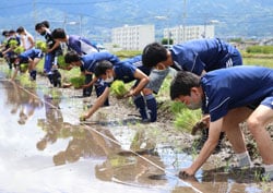 ていねいに苗を植え付けていく選手