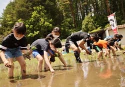 まっすぐ均一に苗を植える金沢小5年生と松本山雅FCのメンバー