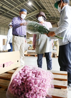 出荷規格を確認する生産者