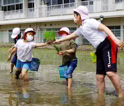田植えをする児童ら