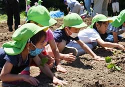 サツマイモの苗を植え付ける園児たち