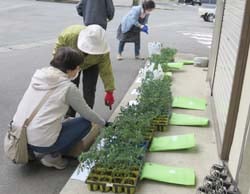 トマト苗を受け取るJA女性部員