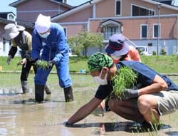 田植えを体験するファンクラブの会員（1日　安曇野市で）