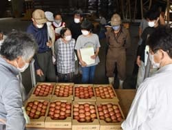 出荷されたトマトの色を確認する生産者