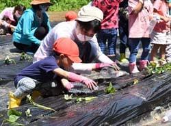 親子で楽しむさつまいも定植作業