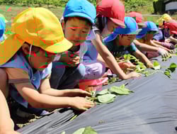 土に穴を堀りサツマイモの苗を植える子供たち