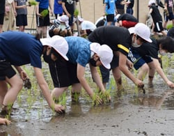 一列で田植えを行う児童