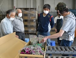 出荷するカーネーションのつぼみや花のボリュームを確認する部会員