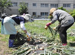 「大きくて収穫しがいがある」と楽しみながら作業する参加者
