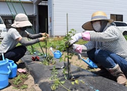 トマト苗の誘引を行うRAKUMIメンバー