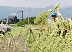 提供されたパイプやはぜ足に収穫した菜種をかける