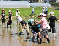 声を掛け合いながら自分たちで田植えを進める児童たち