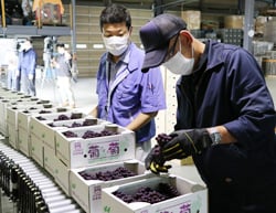 ブドウの品質を入念にチェックする検査員（14日　松本市で）