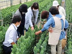 ハウスで栽培管理を学ぶ生産者