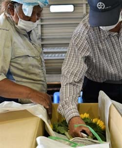 出荷規格を確認する生産者ら