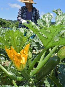 長野市七二会の畑でズッキーニを収穫する長谷部さん