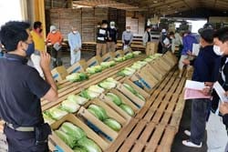 出荷規格を確認する生産者（6月11日、佐久市布施・JA長者原予冷庫で）