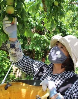 「今年の出来はいい仕上がり」とすももを収穫する清水さん