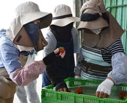 色味や先白を確認する部会員