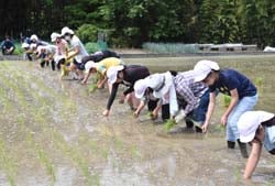 真剣に田植え作業を進める児童ら