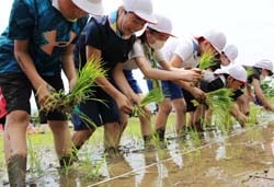 丁寧に田植えをする児童たち
