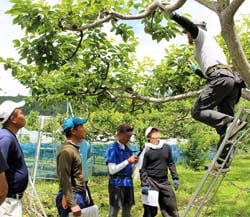 市田柿の摘果について説明を受ける研修生
