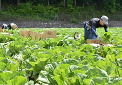 「御嶽はくさい」を収穫する青木さんと家族