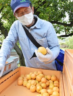 アンズを収穫する青木専門部長