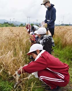 一束ずつ丁寧に小麦を刈り取る児童