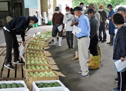 出荷規格を確認する生産者