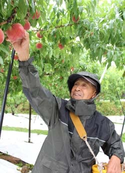 「上々の出来」と桃を収穫する市澤さん
