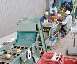 本格化する加工用タマネギの選果作業