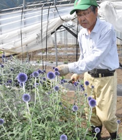 収穫作業を進める宮尾さん