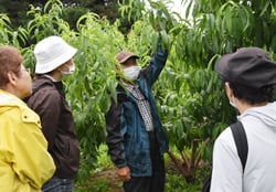 モモの樹の特性などを営農相談員が伝授