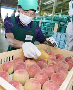 須高フルーツセンターへ持ち込まれた桃を検品する