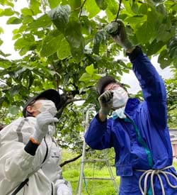 営農職員（右）から摘果方法の説明を受ける金融担当職員