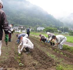 協力してエゴマの定植作業をする組合員