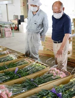 見本のカーネーションを前に規格を確認する生産者