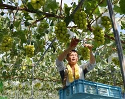 一房ずつ仕上がりを確認煮ながら収穫作業を行う河合さん