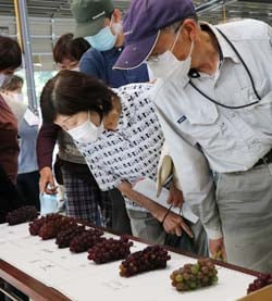 規格ごと見本のブドウを確認する生産者