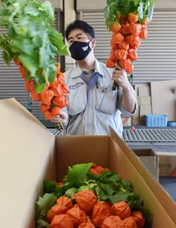 一箱ずつほおずきの検品作業を行うJA職員