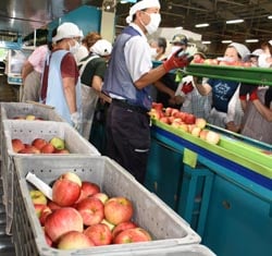 丸長荷造所で選果開始前に出荷規格など確認する従業員ら