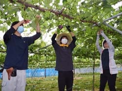ブドウの摘粒作業を体験するJA職員